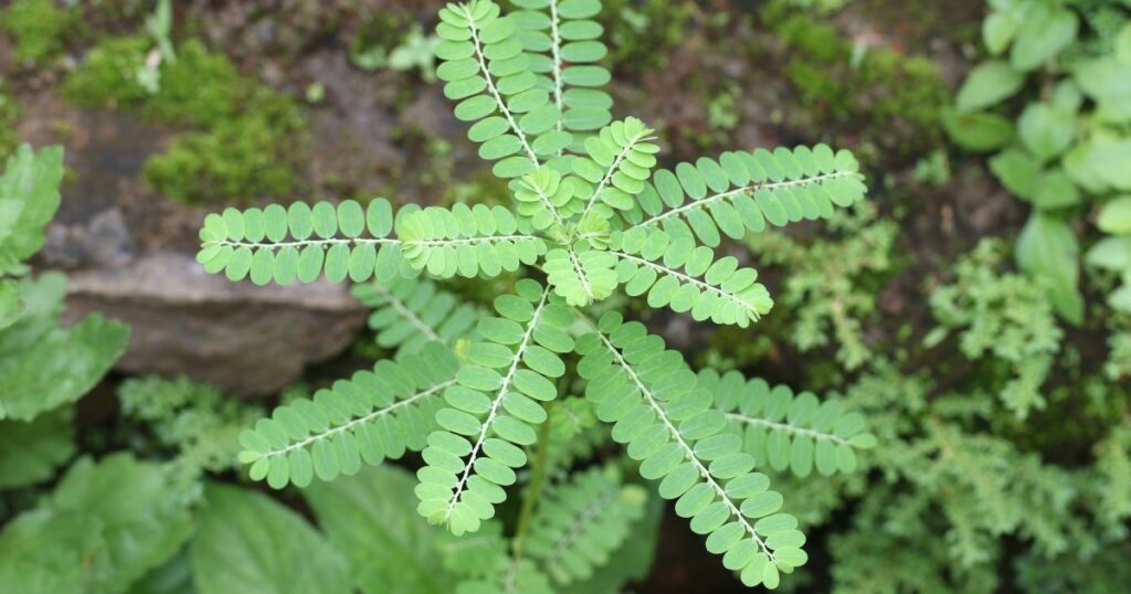 cha-natural-e-base-para-medicamento-produzido-pela-fiocruz;-entenda